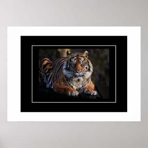 Poster tiger