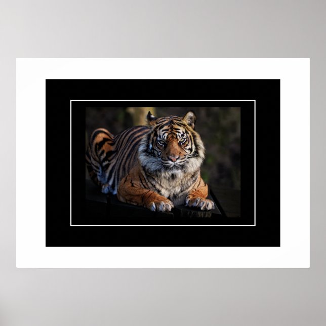 Poster tiger (Framsidan)