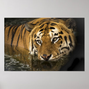 poster tiger