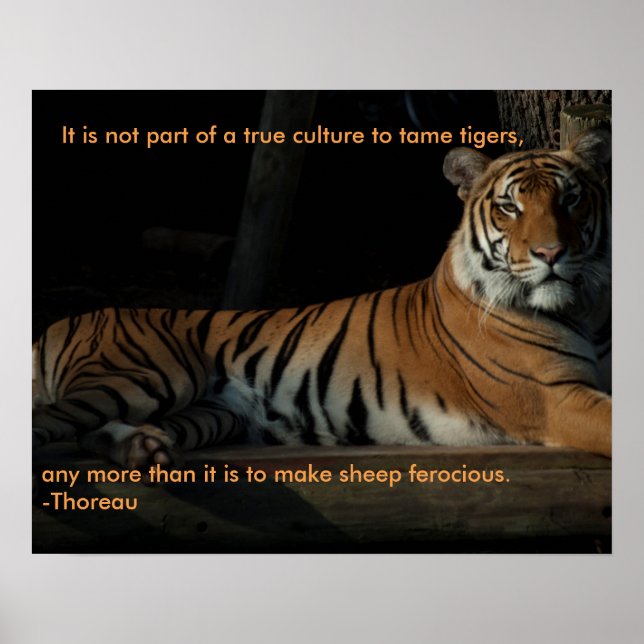 Poster tiger-citat (Framsidan)
