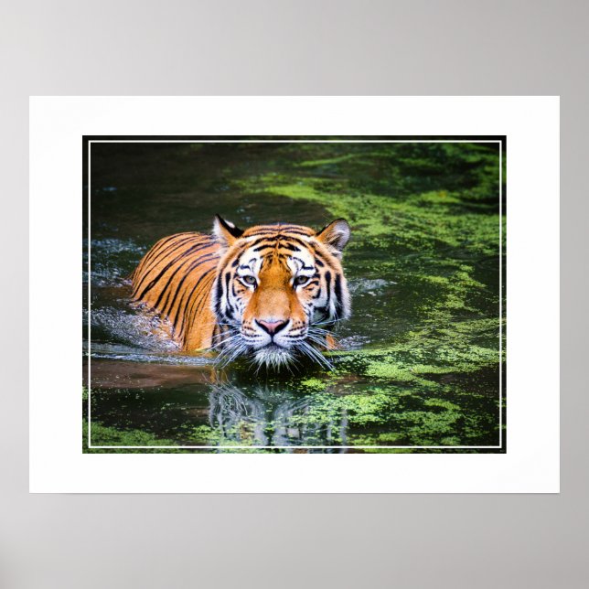 Poster-tiger Poster (Framsidan)