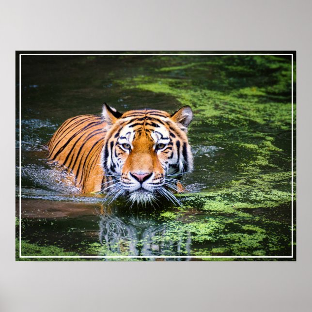 Poster-tiger Poster (Framsidan)