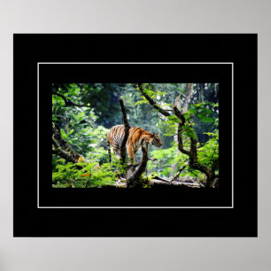 Poster-tiger Poster