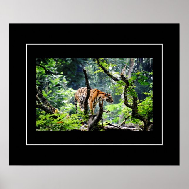 Poster-tiger Poster (Framsidan)