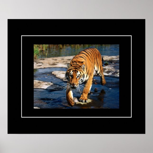 Poster-tiger Poster (Framsidan)