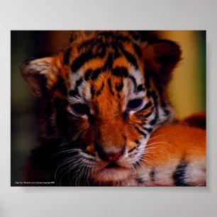 Poster Tiger Unge - Foto av John A. Sylveste..