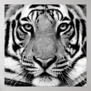 Poster tigerprofil