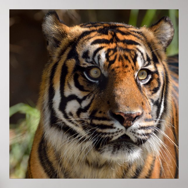 Poster tigerprofil (Framsidan)
