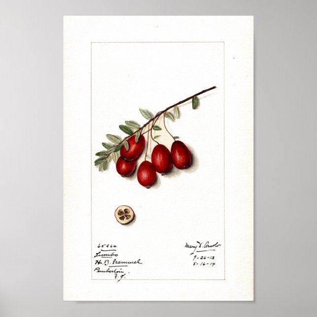 Poster - Tranbär (Framsidan)