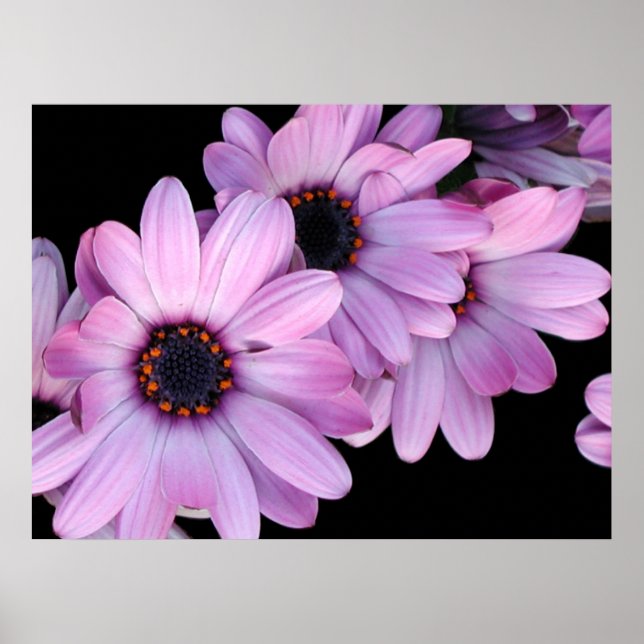 Poster, tre Lila Daisy Poster (Framsidan)