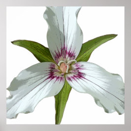 Poster Trillium Vår Wildblomma