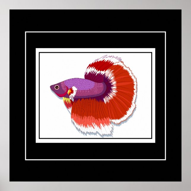 Poster tropiska fiskar (Framsidan)