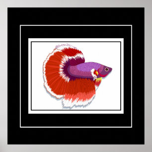 Poster tropiska fiskar