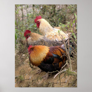 POSTER Tuppar