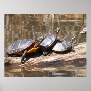 Poster Turtles Sitta på logg