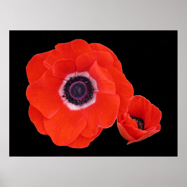 Poster, två Perfekters röda poppies. Poster (Framsidan)