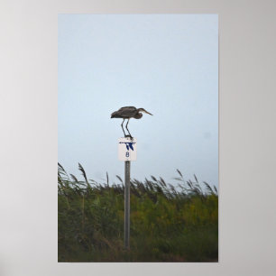 Poster Underbart blått Heron vid tecken