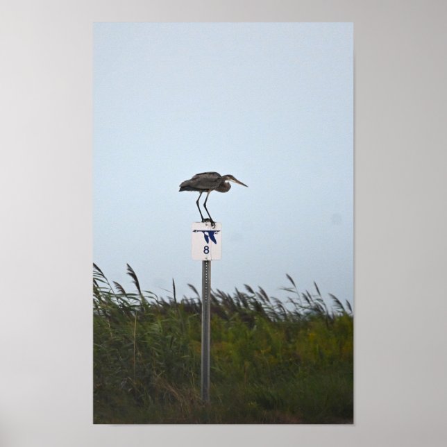 Poster Underbart blått Heron vid tecken (Framsidan)