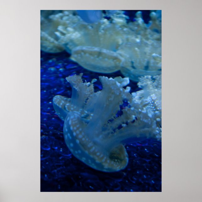 poster "Upp-ned-jellyfish" (Framsidan)