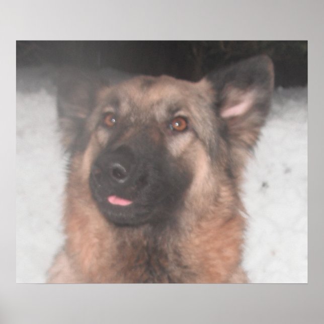 Poster ut Tunga från tyska shepherd Sticking (Framsidan)