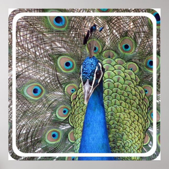 Poster utskrift (Framsidan)