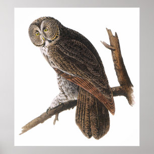 Poster/utskrift: Audubon - Underbar Grått Uggla Poster