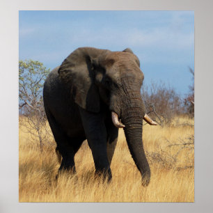 Poster utskrift av afrikanska elefanter