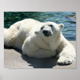 Poster utskrift av arktisk Polar Bear