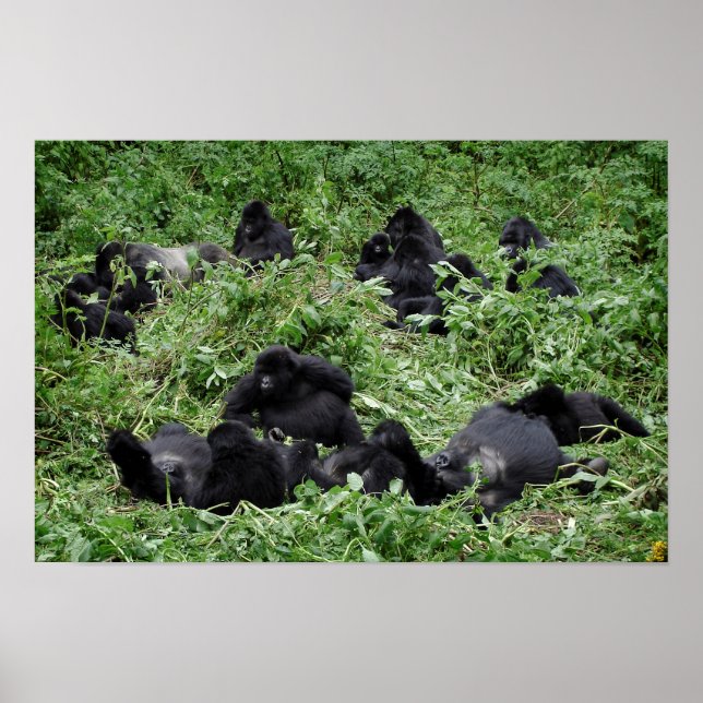 Poster utskrift av bergsgorillagruppen (Framsidan)
