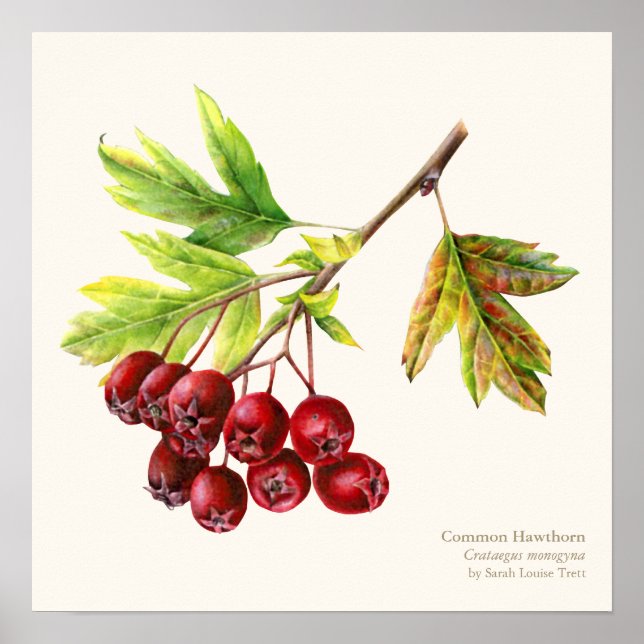 Poster utskrift av botaniska bror på Hawthorn (Framsidan)