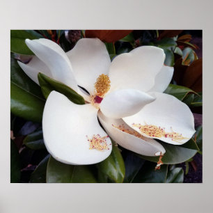 Poster utskrift av Creamy White Magnolia