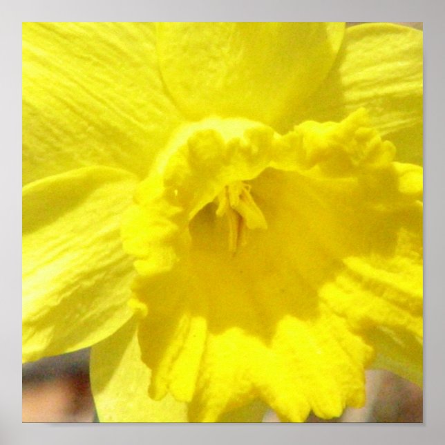 Poster utskrift av Daffodil Classic (Framsidan)
