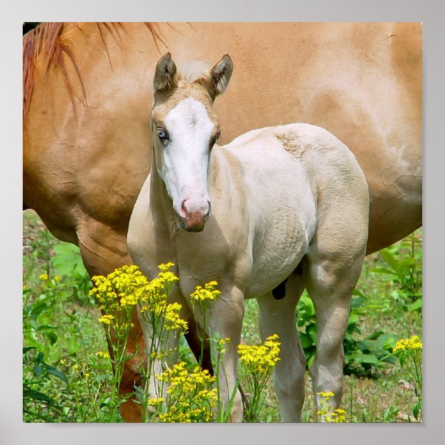 Poster utskrift av Equine Art (Framsidan)