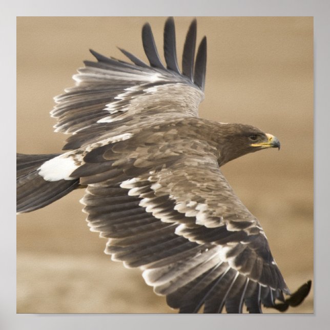 Poster utskrift av flygande örning (Framsidan)