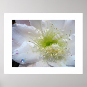 Poster utskrift av FV-blomning