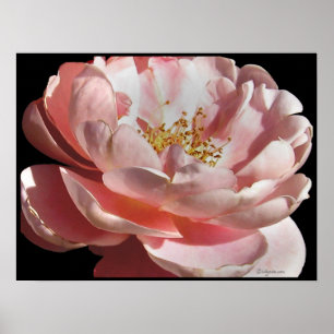 Poster utskrift av gamla fasadade Rosa ros