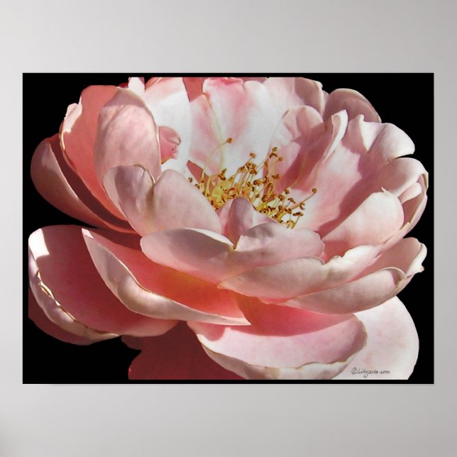 Poster utskrift av gamla fasadade Rosa ros (Framsidan)