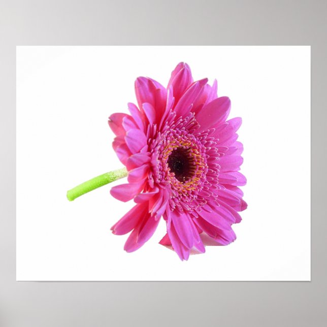 Poster utskrift av Gerber Daisy (Framsidan)