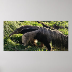 Poster utskrift av Giant Anteater