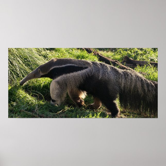 Poster utskrift av Giant Anteater (Framsidan)