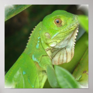 Poster utskrift av grönt Lizard
