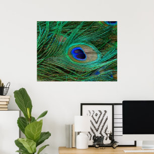 Poster utskrift av indiska blå persikor Feather