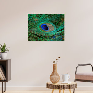 Poster utskrift av indiska blå persikor Feather