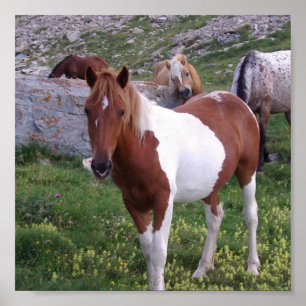 Poster utskrift av indiska pony