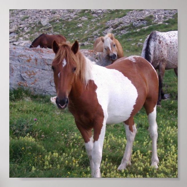 Poster utskrift av indiska pony (Framsidan)