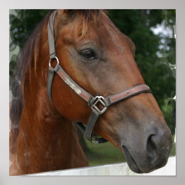 Poster utskrift av kvartshund (Framsidan)