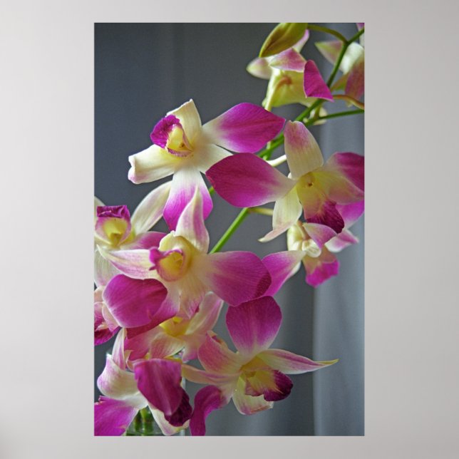 Poster utskrift av lila Orchids (Framsidan)