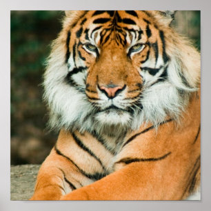 Poster utskrift av orangens tiger