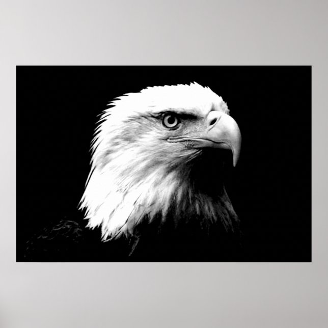 Poster utskrift av panoramabisk Örn-amerikansk Eag (Framsidan)