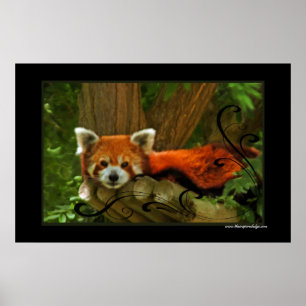 Poster utskrift av Red Panda